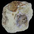 Aragonite & Kutnohorite Crystal Geode Half - Italy #61768-2